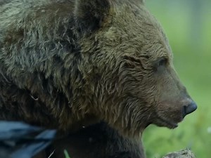 bear vs wolf fighting for food #animals #wildanimals #animalworld | Animal World