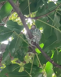 2.5K views · 44 reactions | Our students have enjoyed spotting Kingsway Elementary’s very own hummingbird nesting in the guinep tree! | Kingsway Academy | Facebook