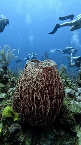 Has it been a while since you've been diving? Get a free ReActivate refresher course when you sign up for PADI Club and be ready for your next underwater adventure 😎🤿 http://padi.co/j4tuck | PADI