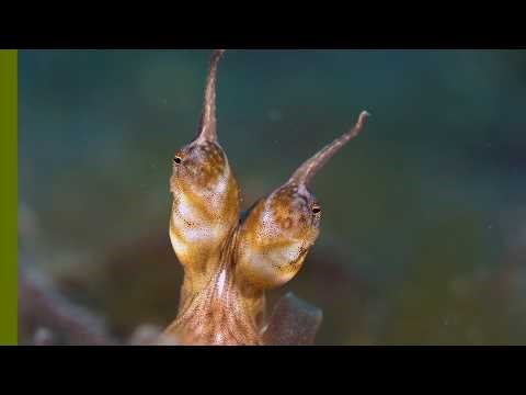 Bizarre Mating Rituals of the Deep Sea | Alien Abyss 103