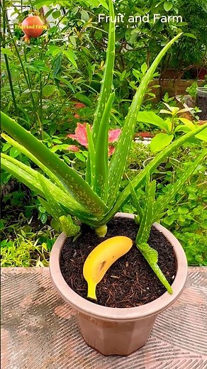 How to Fertilize Aloe Vera with Banana