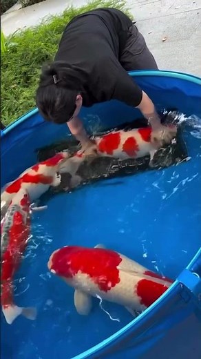 NEW RECORD? Measuring the Largest Koi We've Ever Seen!