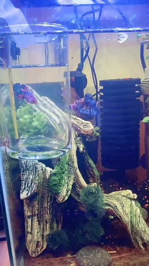 Betta breeding! Season 2 😂 episode 1. #bettabreathing￼￼ #trying #excited #fish #aquarium