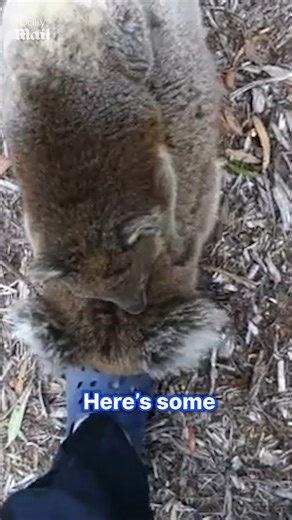 9.9K views · 71 reactions | 'Why is the tree moving'  | Daily Mail Entertainment | Facebook