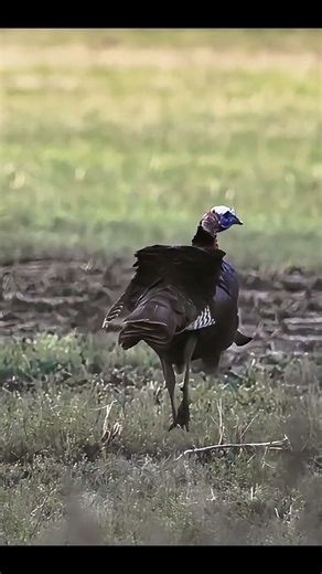 He Hung Up at 60 Yards… Then Broke #turkeyhunting #birds #gobblerhunting #wildlife #shorts