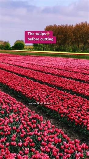 The Tulips 🌷 before cutting. Tulip sebelum dipotong