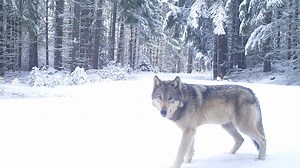 Isle Royale is little-visited gem in Lake Superior: food rules, travel, amenities