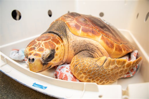 Meet 'Pretty Princess' and other rescued sea turtles rehabbed by NE Aquarium