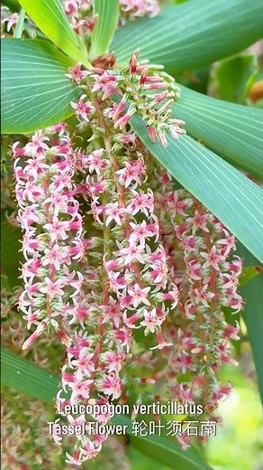Tassel Flower (Leucopogon verticillatus)