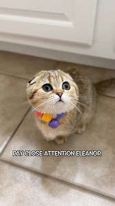 3.5K views · 46 reactions | Finally, a smart litter box for dignified cats.  : theodorethebritishcat | Litter-Robot by Whisker | Facebook