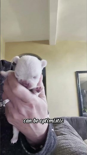 Small dog with cleft palate. What to do? #puppies #animals #rescue #frenchie #puppy