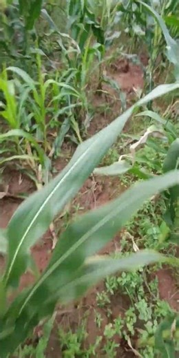 😂#lifestyle #prabhas #fru #yt