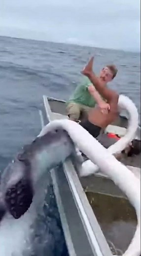 Woman rescued after being dragged into the deep sea by a giant octopus.