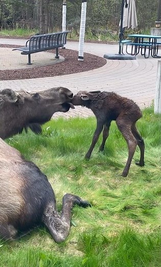 Baby Moose Takes Their First Steps 🥹🤎 #alaska #alaskaliving #wildlife #babymoose #moose