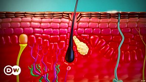 How does the skin work?