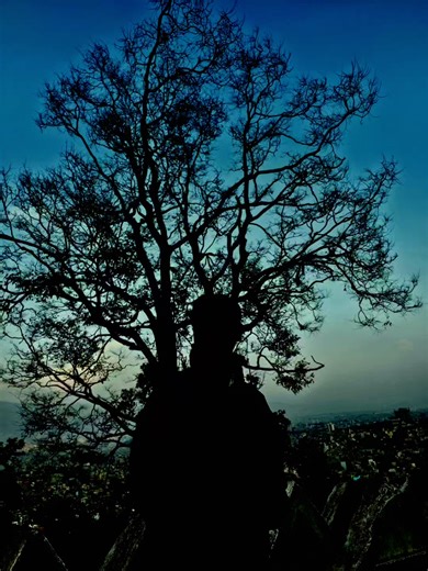 हर परिस्थिति को झेलने वाले पेड़, पत्तों से सहारा नही माँगा करते..!!