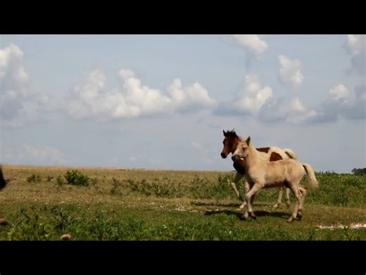 Hoppy's Band | DSC Photography