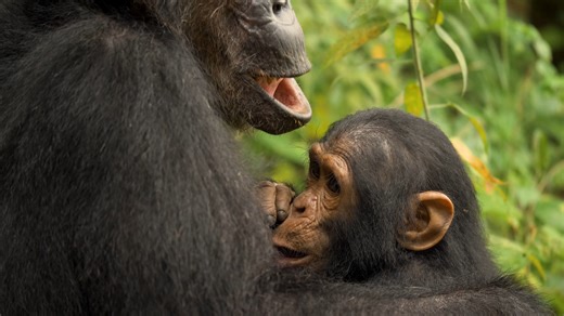 This chimp ran out of food - so it ate its own young