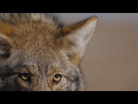 Kansas Coyote Trapping with Robert Waddell - The Management Advantage