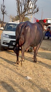 7.3K views · 191 reactions | HSB Murrah Bull Devraj’s Mother 﫶 Milk-25 Kg﫶 Mother’s Father-Dilbag | Sansaniwal Dairy Farm | Facebook