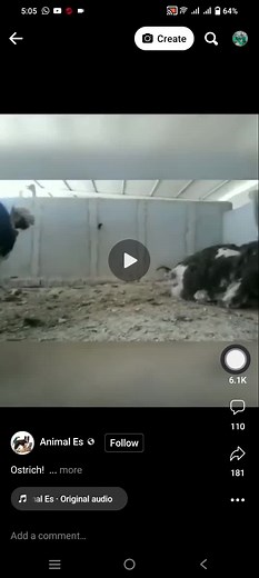 Ostrich Mating Close Up