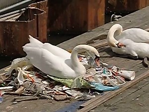 12M views · 3K reactions | A swan built their nest out of garbage at an Amsterdam canal. This is the world we've helped create for animals.  | John Oberg | Facebook