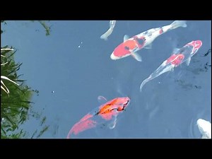Training Koi Fish for Competitions: A Comprehensive Guide