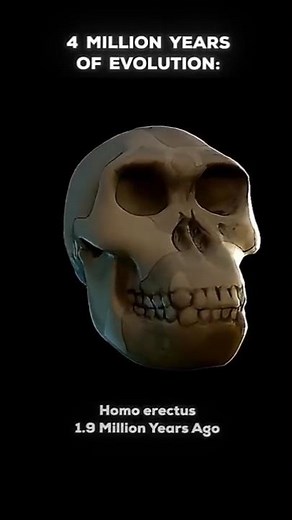 66 Million vs 4 Million Years of Evolution