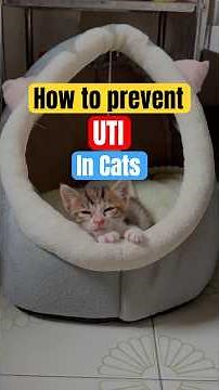 How to Prevent UTI in Cats | Essential Tips for Cat Owners