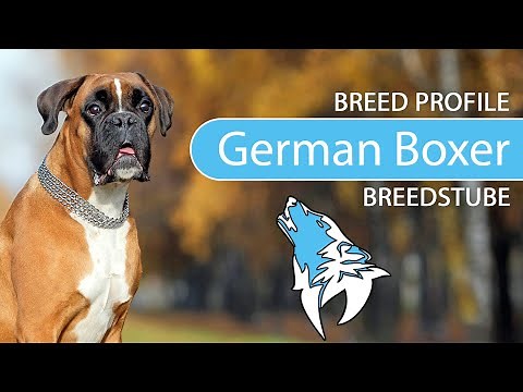 ► German Boxer Breed Profile [2022] Temperament & Training
