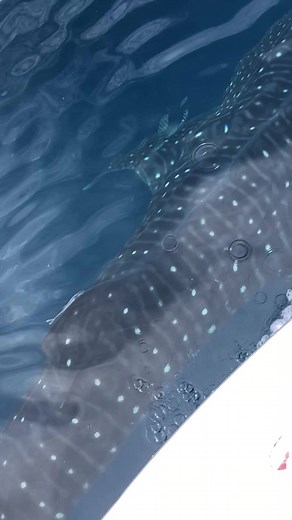29M views · 63K reactions | A Florida family has a whale of a tale to tell after encountering a whale shark just 18 miles offshore Anna Maria Island! wfla.com/2080157942 | WFLA News Channel 8 | Facebook