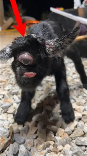 You’ll Never Forget Seeing This One-Eyed Baby Animals.. #shorts #animals #facts