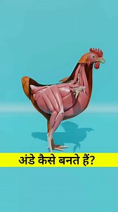 7.5M views · 10K reactions | अंडा कैसे बनता है? #viral #facts #fact #trending #fb #facebook #hindi #explaination #egg #eggs #eggshell #good #eggschallenge #shortsvideos #trendingvideo #shortsviral | Facts Hindi | Facebook