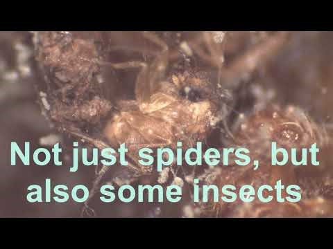 Inside Spider Wasp Nest