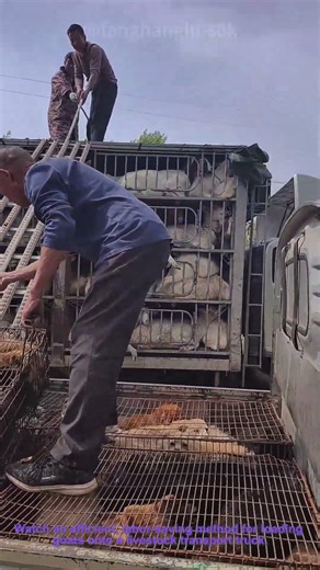 Loading Goats onto Livestock Truck: Gravity Slide Loading System for Efficient Transport