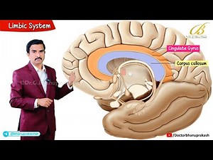 Limbic System Anatomy Animation🧠 Components, Functions & Clinical Relevance | Dr G Bhanu Prakash