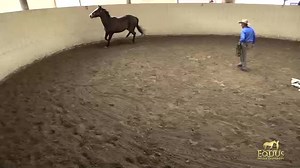 29K views · 580 reactions | "I consider single line lunging the...