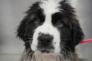 569K views · 45K reactions | St. Bernard puppy has so much FLUFF! | Girl With The Dogs | Facebook