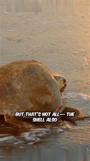 Why Do Turtles Have Shells? #turtles #wildlifefacts #oceanlife