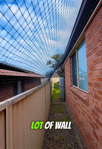 Exploring a Custom Cat Enclosure Through a Cat Door