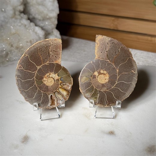 Ammonite Fossil Pair From Madagascar Ammonite Fossil Specimen Ammonite Crystal Shell Cephalopods Millions of Years Old Fossil for Cool Gift - Etsy