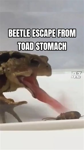 This Beetle Escape from Toad Stomach after 80 minutes