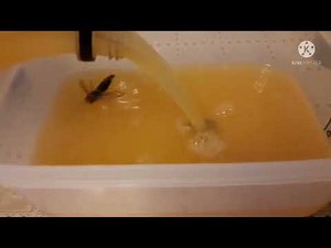 おしっこペットボトル 虫たちのお引越し編