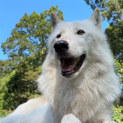 A smiling wolf makes everything better 😀 | Wolf Conservation Center
