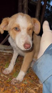 Zoe's Home Animal Rescue Romania on Reels