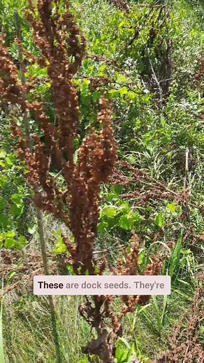 1.2K views · 632 reactions |  You have probably seen these dark...