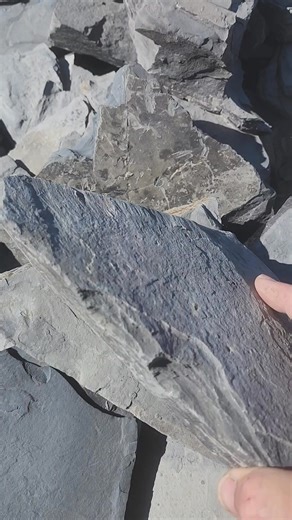 12K views · 201 reactions | A lot of rarer species coming out these last few weeks. | U-Dig Fossils | Facebook