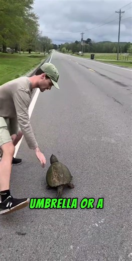 What to do when you find a snapping turtle on the road