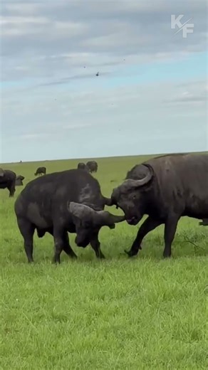 Buffalo Battle for Dominance in the Meadow