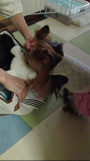 【執念】どうしても連れて行きたい！😂 大きなぬいぐるみと格闘の末、バッグへダイブするヨーキーランが可愛すぎた🐾💦 #shorts